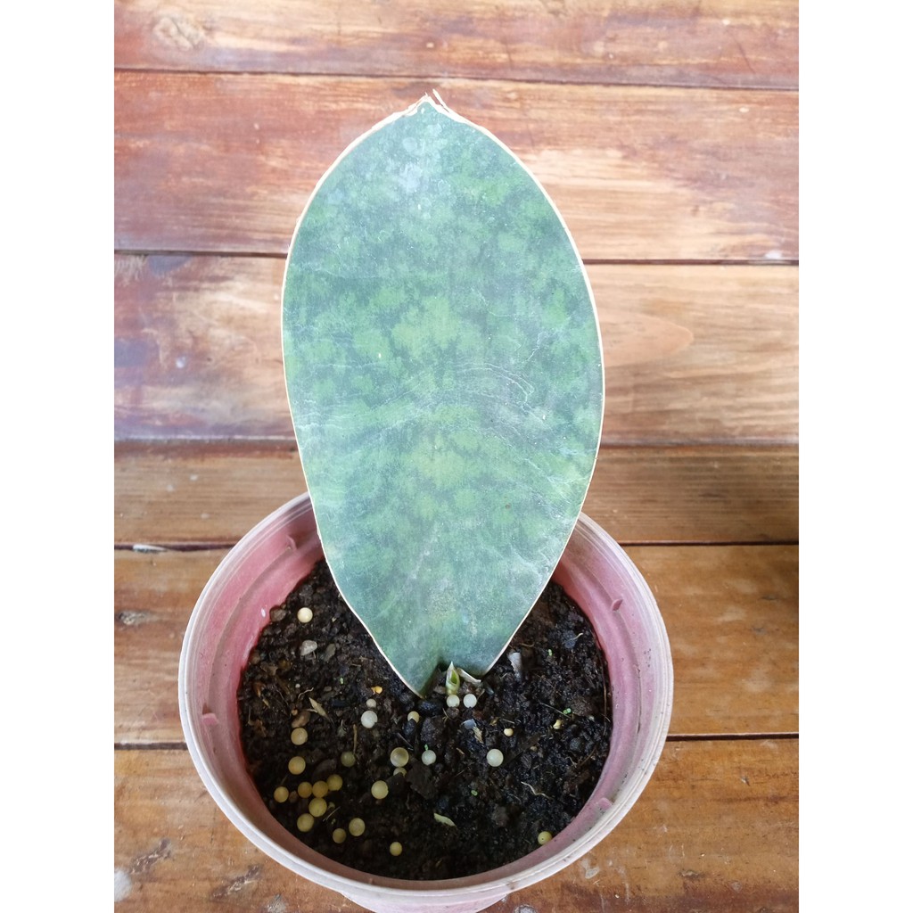 Sansevieria Masoniana Whale Fin Shopee Philippines