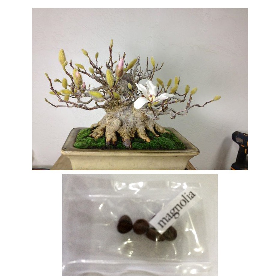 White Magnolia Grandiflora Flower Bonsai Tree Plant Seeds Shopee Philippines