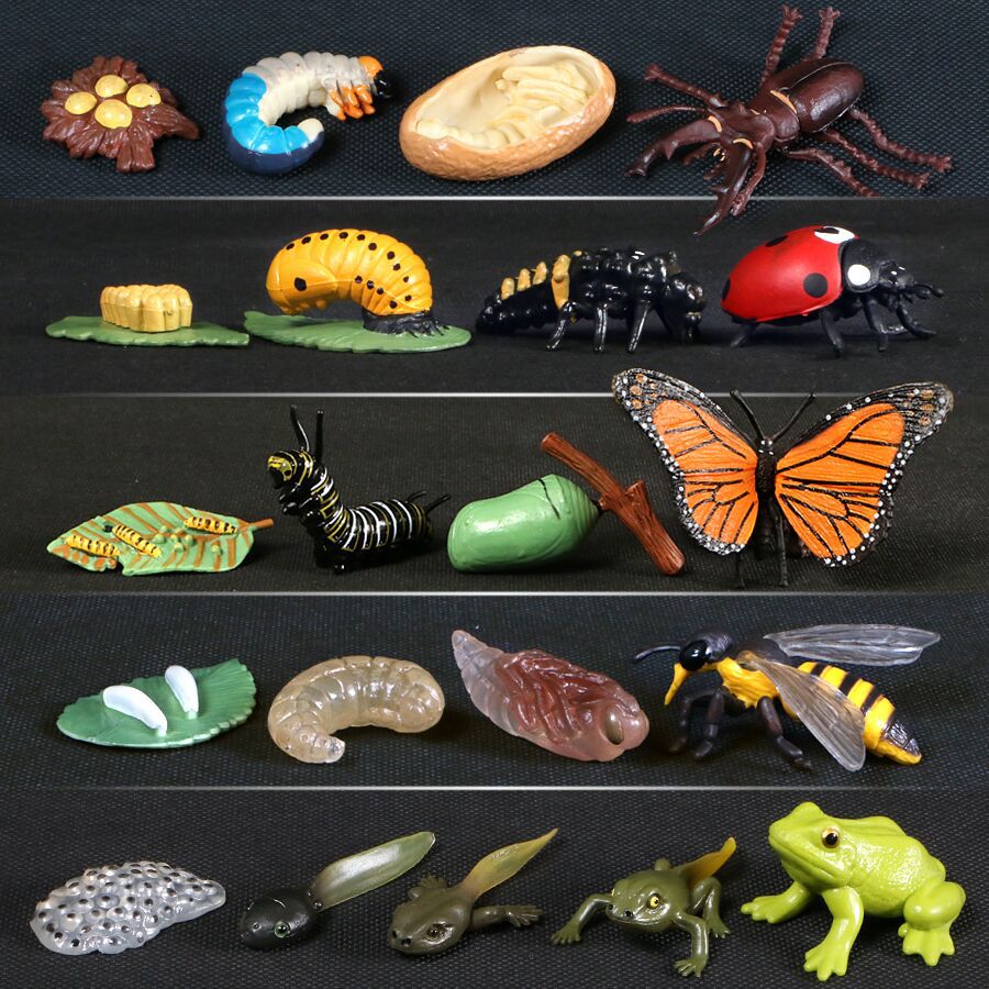 【Educational Toy】 Simulation Butterfly Growth Life Cycle Figures