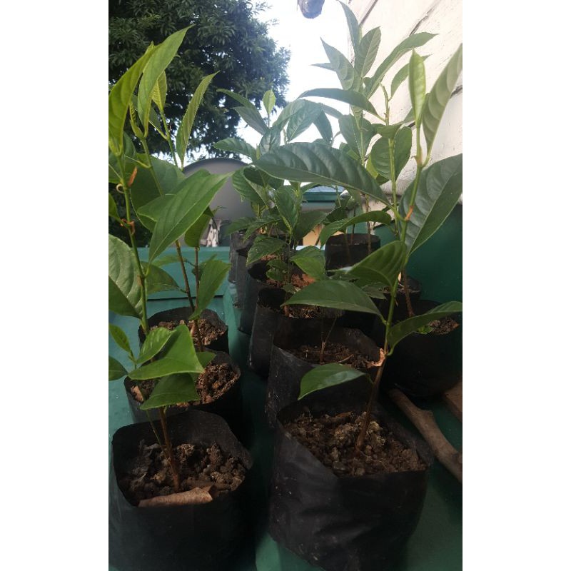 Jackfruit Langka Plant Shopee Philippines