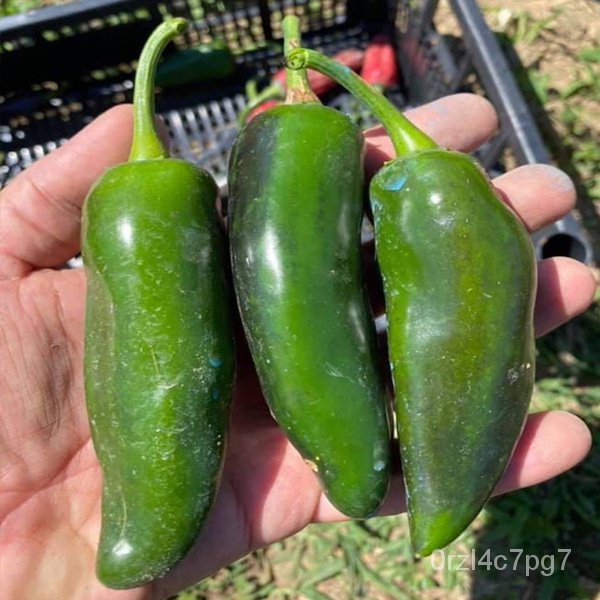 easy planting Giant Jalapeno Pepper Seeds Grande Jalapeno Seeds