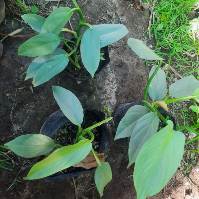 Silver Sword Philodendron Shopee Philippines