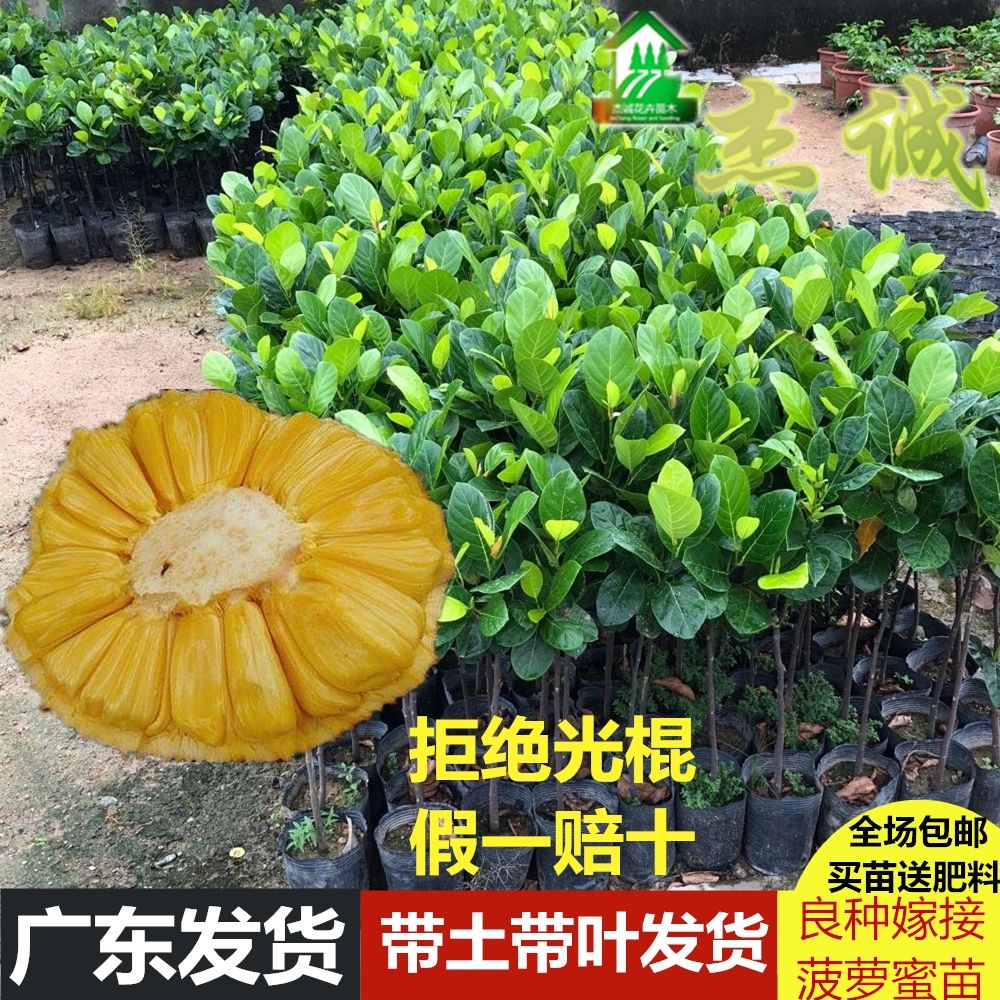 Bonsai Tree Jackfruit seedlings saplings Malaysia No. 1 four seasons