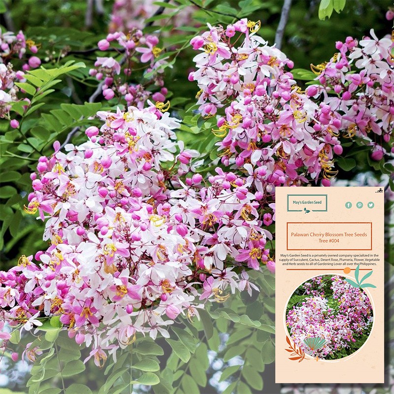 Palawan Pink Cherry Blossom Tree Seeds Tree Seeds 004 Shopee Philippines