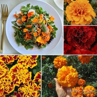 New product discount Philippines Ready Stock 100 Pcs Seeds Yellow Orange Color Marigold Flower Seeds #7