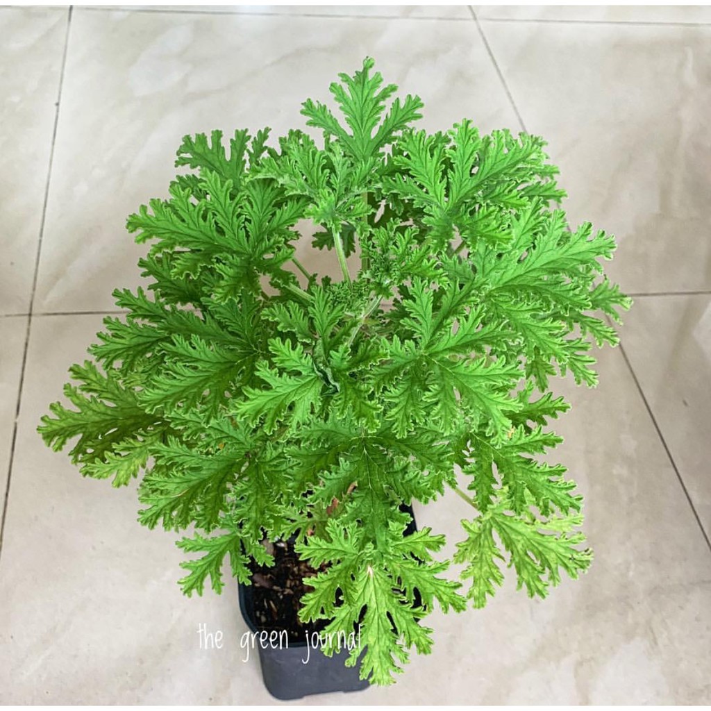 Citronella Mosquito Plant Seeds Shopee Philippines,Yard Diy Nightmare Before Christmas Halloween Decorations