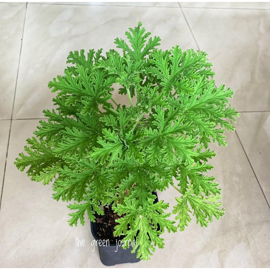 anti mosquito plants