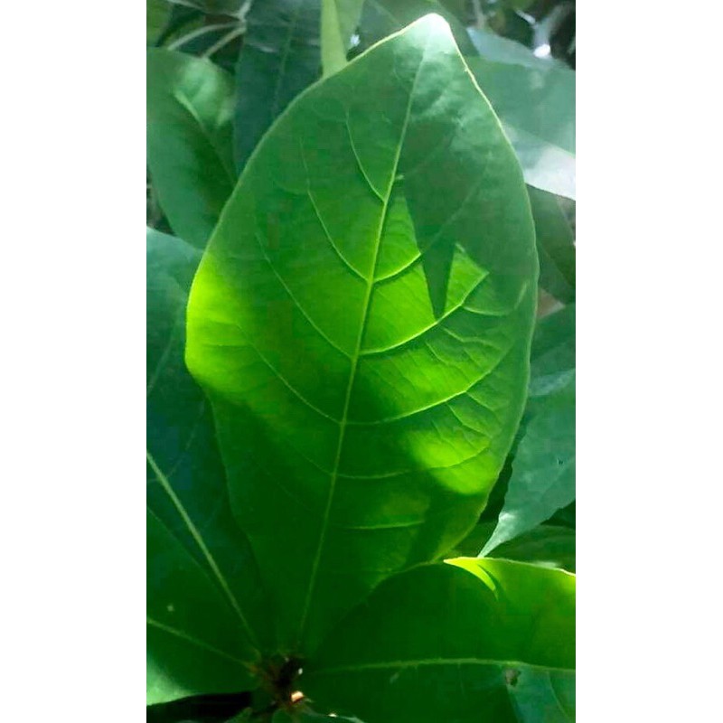 Pure Organic Talisay Leaves - 100pcs | Shopee Philippines