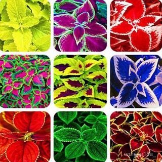 Singapore Ready-Made Stock Mallow Seeds100Pieces Rainbow Mallow Bonsai Seeds Maya Na Plants for Sale #3