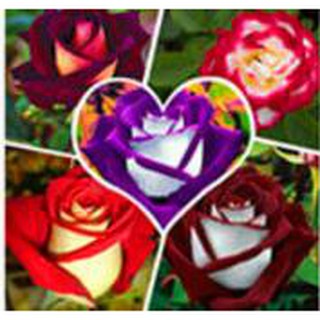 100 seeds/pack Osiria Rose flower Seeds Bonsai Ornamental Flower Plant Seeds #1