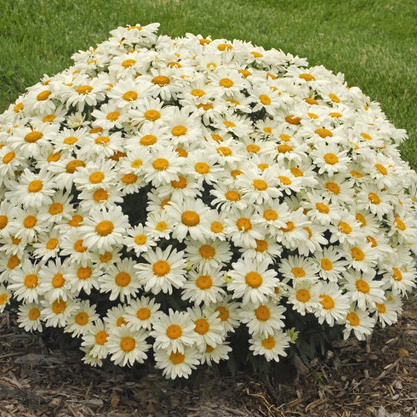 Shasta Daisy - Becky Shasta Daisy Perennials Great Garden Plants / In fact, overwatering often does more harm than underwatering, since shastas don't like wet feet.