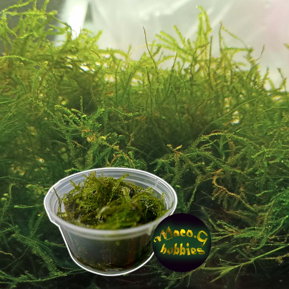 Java moss - Fresh from my shrimp tanks - Live aquatic plants best for shrimps and aquascape #1