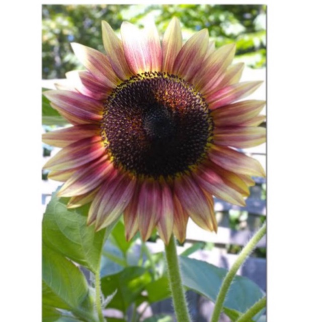 pink sunflower seeds