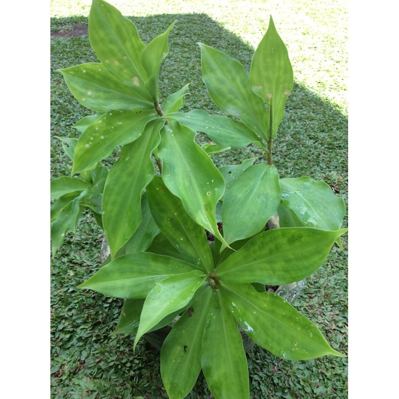 Insulin Plant Helps Regulate Blood Sugar Shopee Philippines