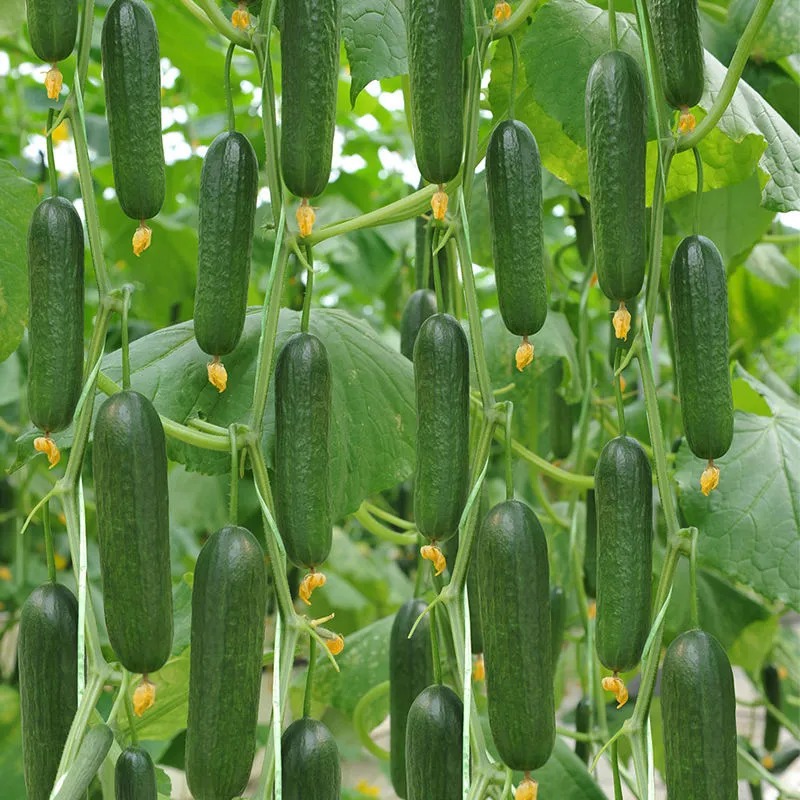10PCS COD Vegetable Seeds - Leafy Greens and Microgreens - cucumber Seeds