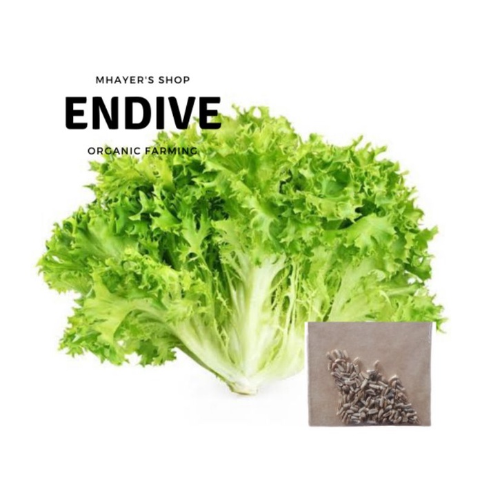 Endive Seeds Chicory Escarole Endive Lettuce Shopee Philippines