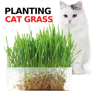 Planting Catnip Suit - Organic Natural Cat Grass Seed with Container