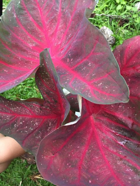 Caladium Red Flash Vase Black Green Bicolor Uncommon Outdoor Plants Shopee Philippines