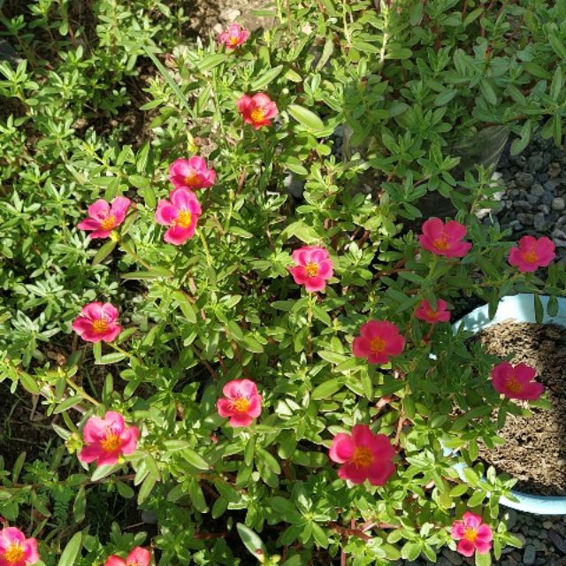Portulaca Cuttings Alembong Shopee Philippines