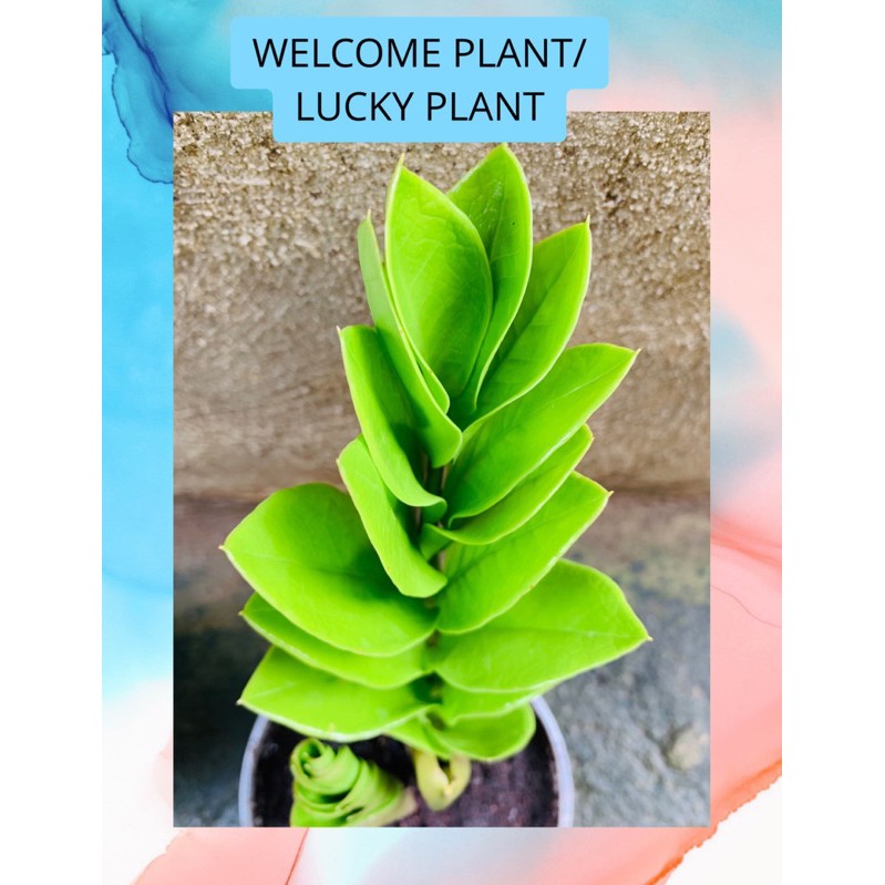 Plant/ Lucky Plant/ Zz Plant (small) Shopee Philippines