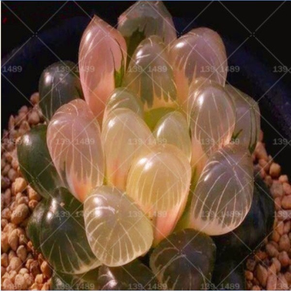 200pcs Rare Crystal Clear Beauty Succulents Seeds Easy to Grow Potted Ornamental Plant for Home Garden Courtyard 