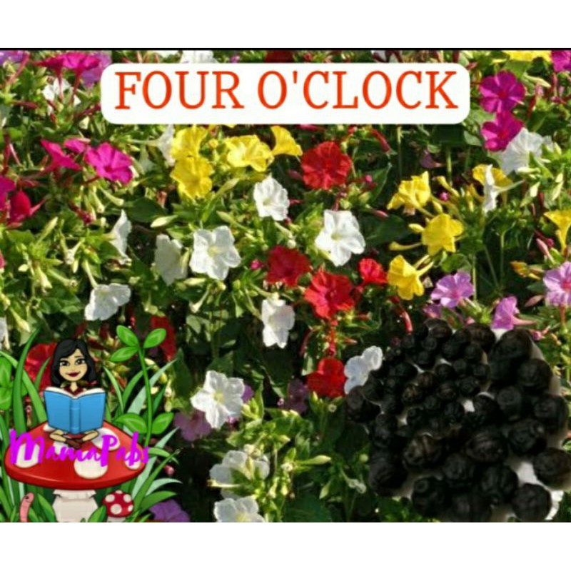 Four O Clock Flower Mirabilis Jalapa Marvel Of Peru Shopee Philippines