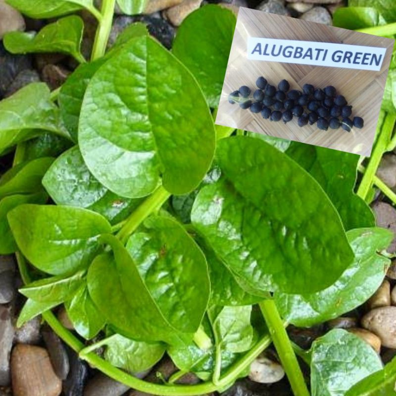 Are Alugbati Leaves Good For Eyesight? – QXYVRS