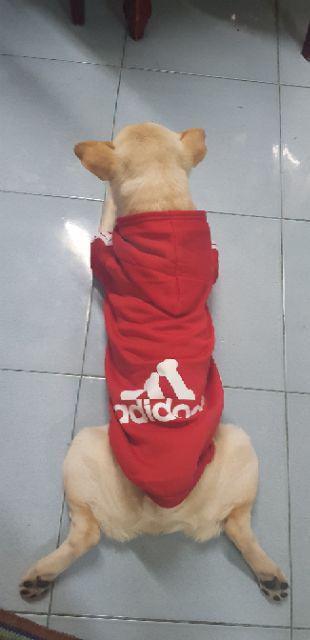 chihuahua adidas hoodie