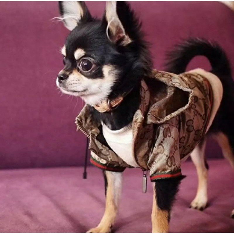 Gucci Branded Dog Clothes | Shopee Philippines