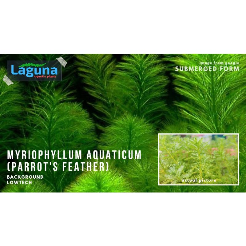 Parrots Feather / Myriophyllum Aquaticum Aquatic Plants(9pcs+) | Shopee ...