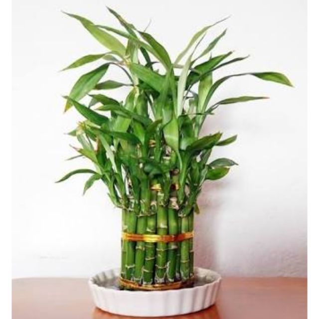 LUCKY BAMBOO PLANT FOR PROSPERITY | Shopee Philippines