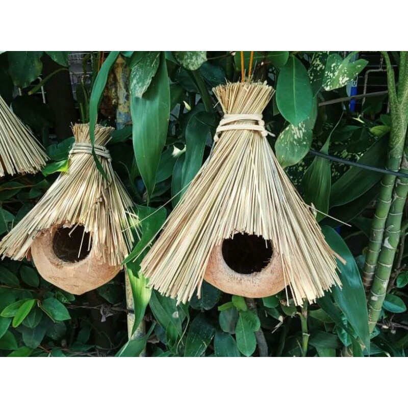 Cogon - coconut bird house for small bird ecofriendly unique design SMALL SIZE ONLY #5