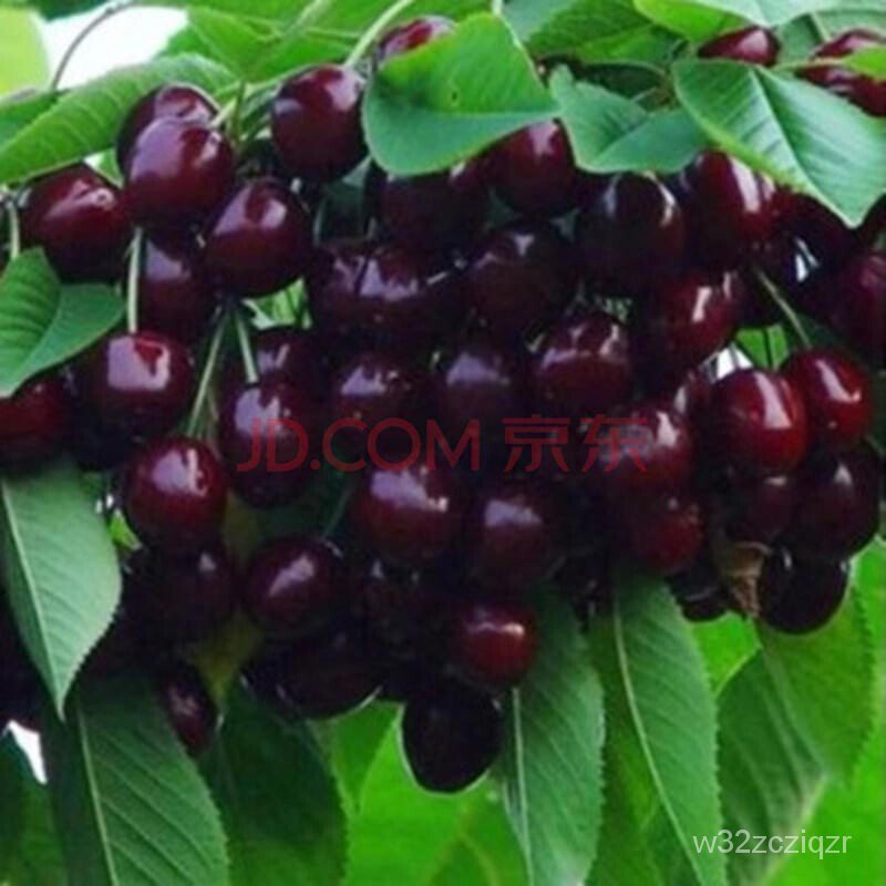 Authentic Large Cherry Cherry Tree Seedlings Grafting Cherry Seedlings Cherry Seedlings Dwarf
