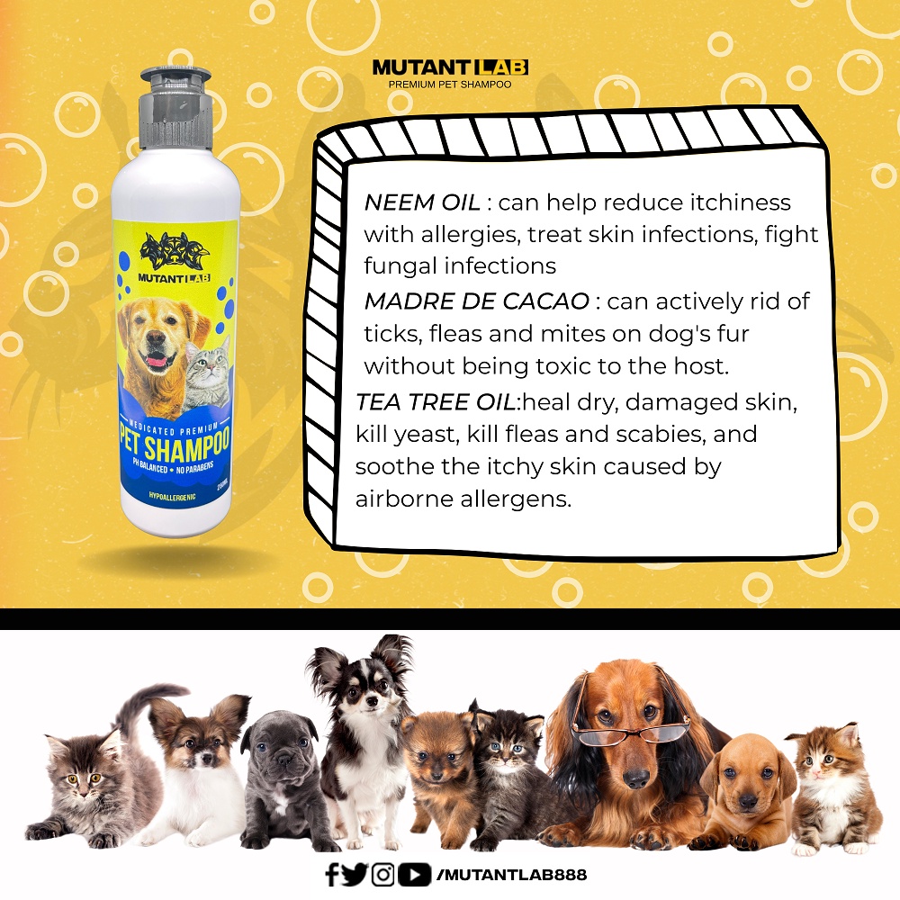 Does Dog Flea Shampoo Kill Scabies