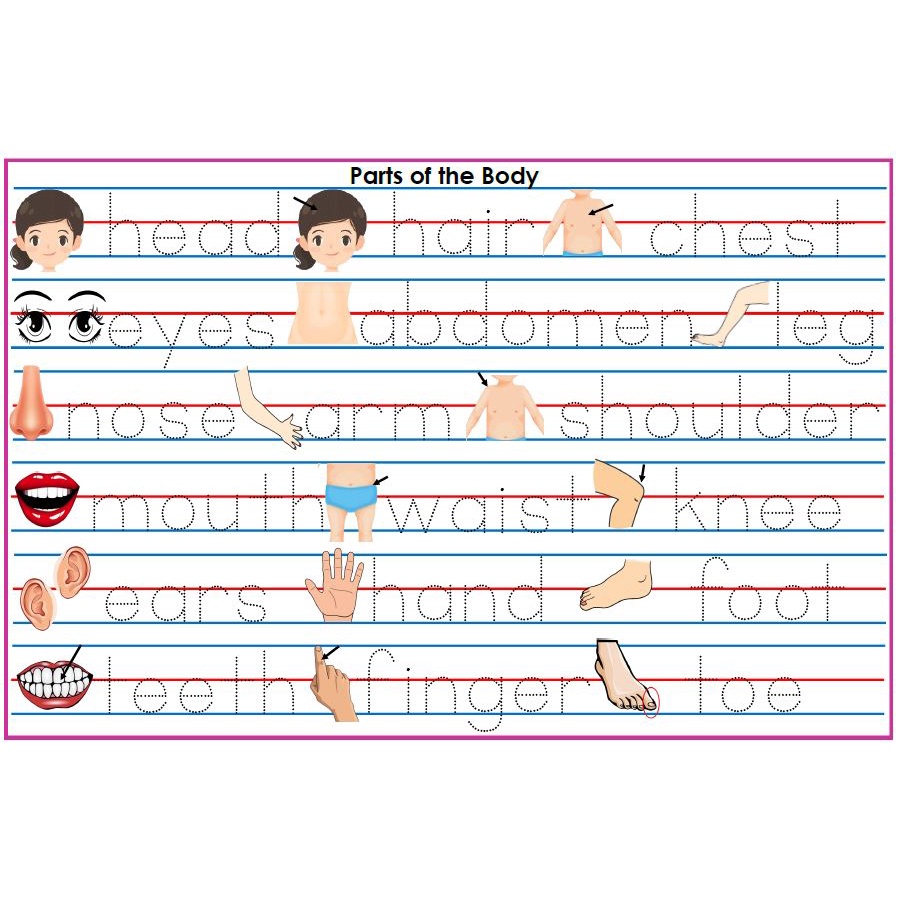 A4 Laminated Reusable Educational Parts of the Body Tracing Chart for