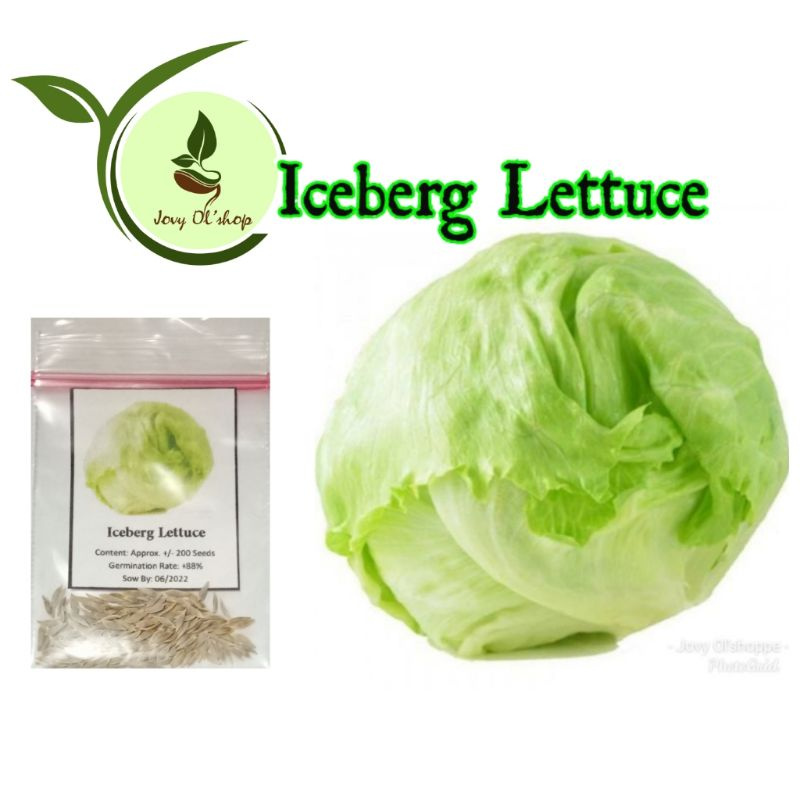 Iceberg Lettuce 200 seeds Shopee Philippines