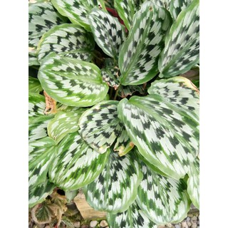 Ctenanthe Silver Star Calathea Prayer Plant Shopee Philippines