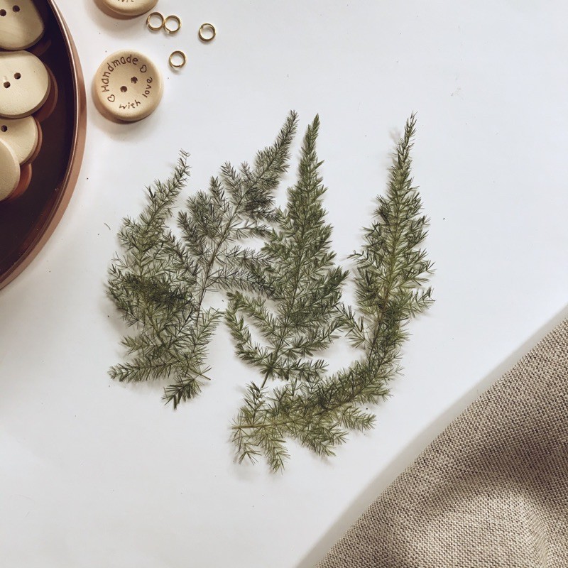 Dried Pressed Leaves for Scrapbooking | kraftchrism