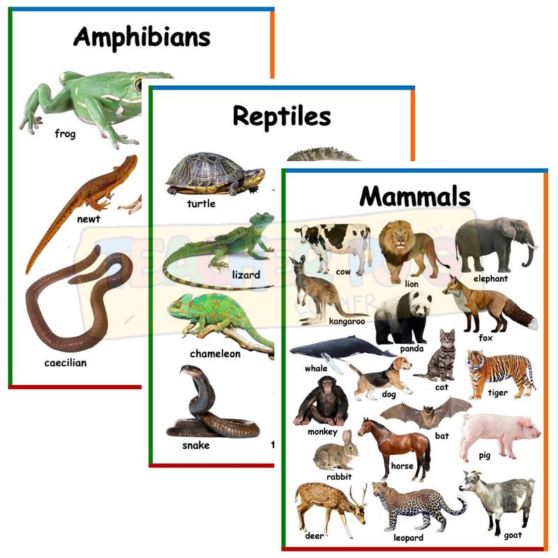 Mammals, Reptiles, Amphibians A4 Size Laminated Educational Wall Chart