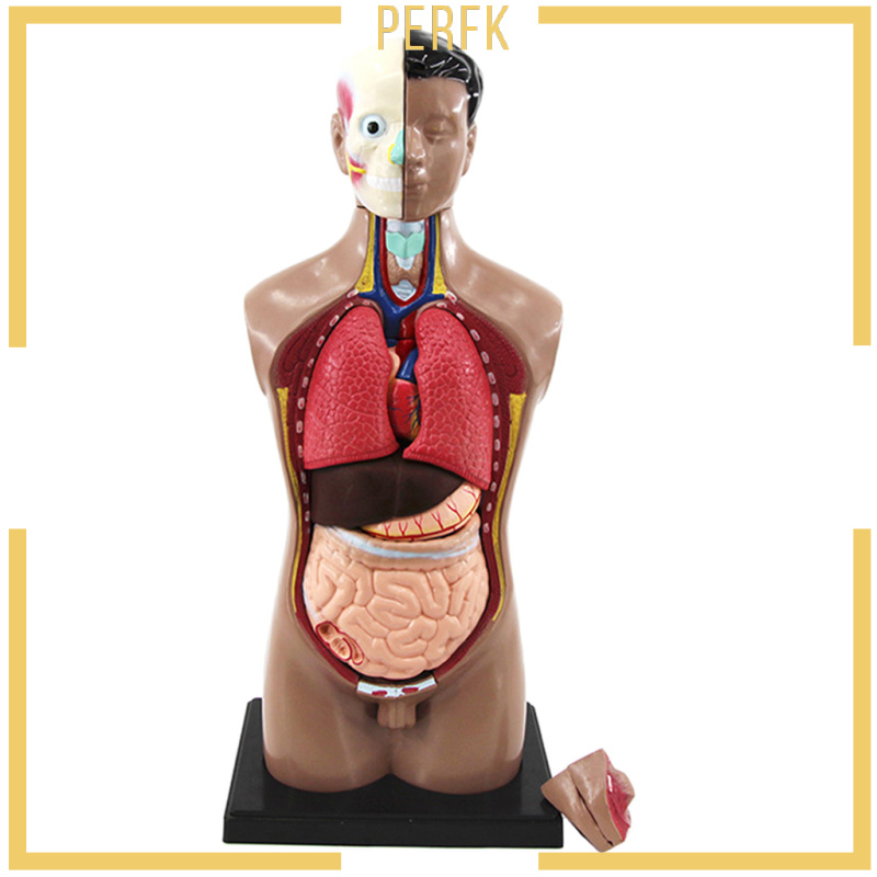 Perfk Pvc Human Torso Anatomical Model Teaching Tool Educational Model 20x20x42cm Shopee Philippines