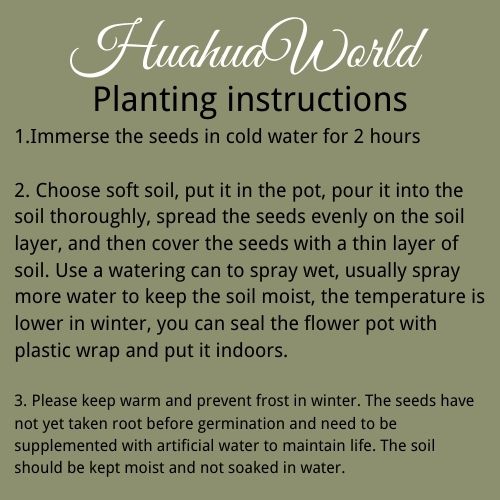 【HuahuaWorld】10pcs FRESH SPIDER PLANT MIXED FLOWER SEEDS