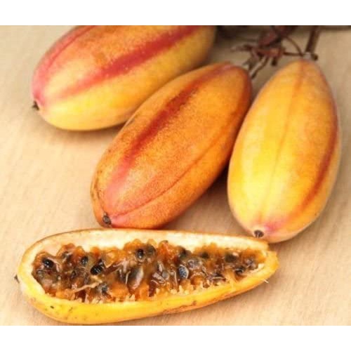 Banana passionfruit, PASSIFLORA MOLLISSIMA passion fruit flower seed 10 SEEDS Shopee Philippines