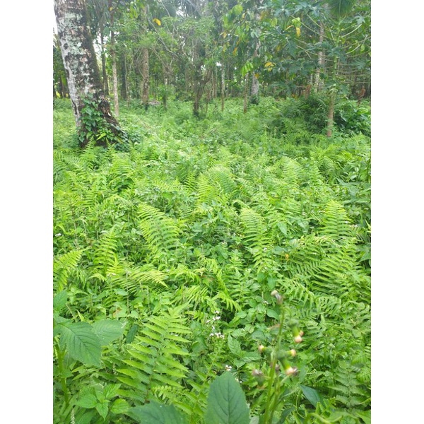 Edible Fern / Pako Plant [Buy 4 for 200.00] (Planting Material ...