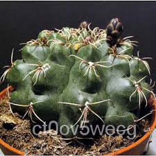 High quality seeds 10pcs Cactus Seeds Bonsai Perennial Rare Succulent Plants Office #SY053 #1