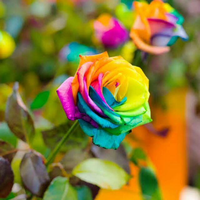 COLORFUL RAINBOW ROSE PLANT SEEDS Shopee Philippines
