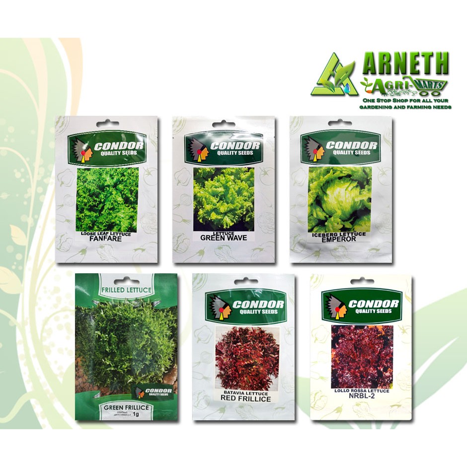 LETTUCE SEEDS BY CONDOR Shopee Philippines