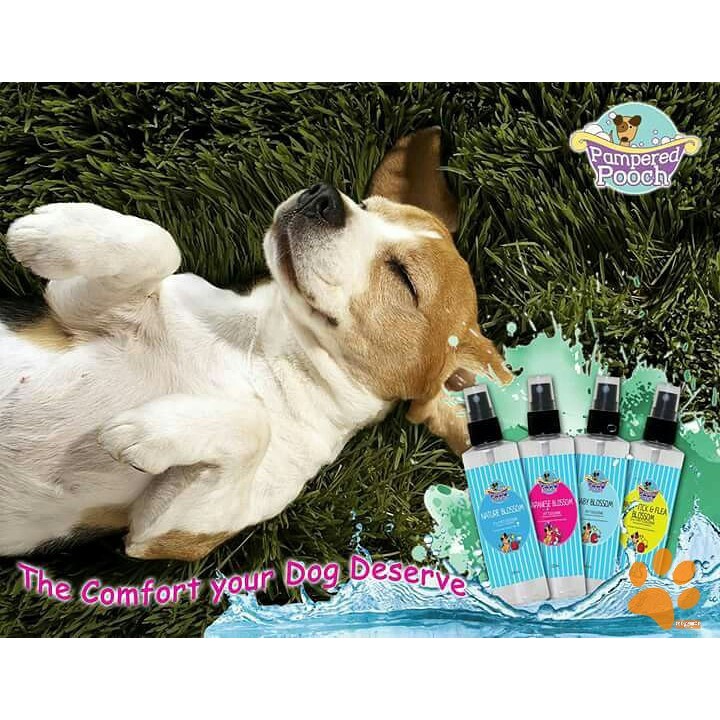 pampered pooch hours