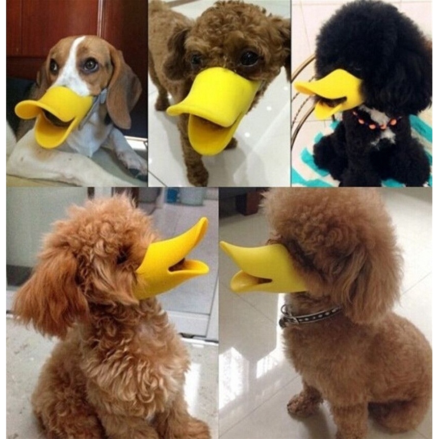 dog with duck in mouth