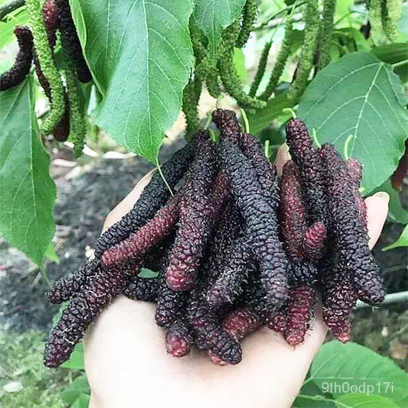 Mulberry Seedling All Kinds of Fruit Seedlings South North Four Seasons ...