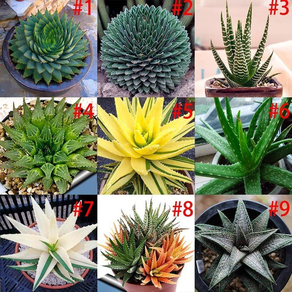 20 Pcs Aloe Vera Seeds Plant Herbal Succulent Seed Bonsai Home Garden 